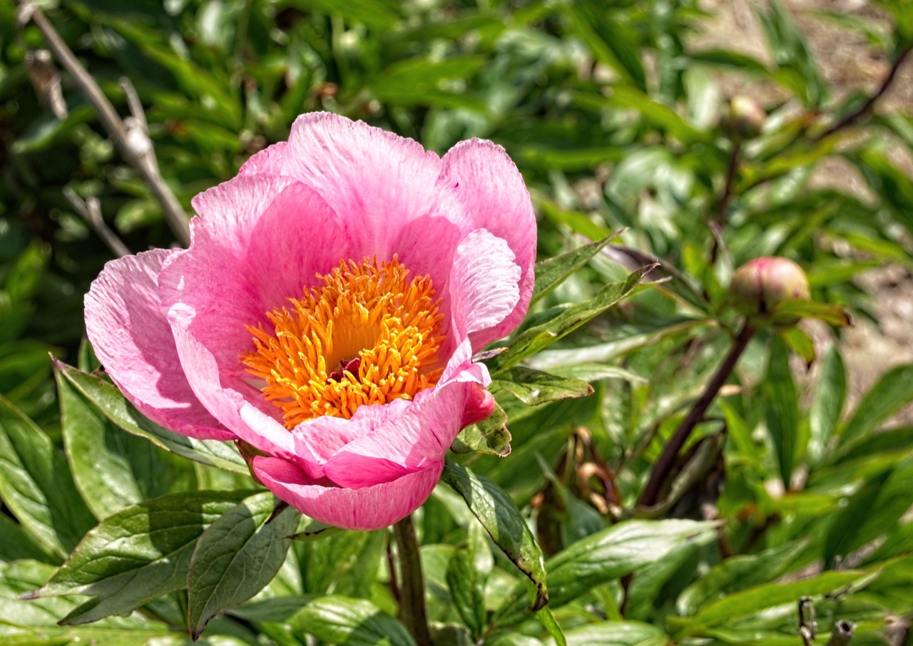 A pale pink peony flower in full bloom with a bright orange-yellow centre, among green foliage.