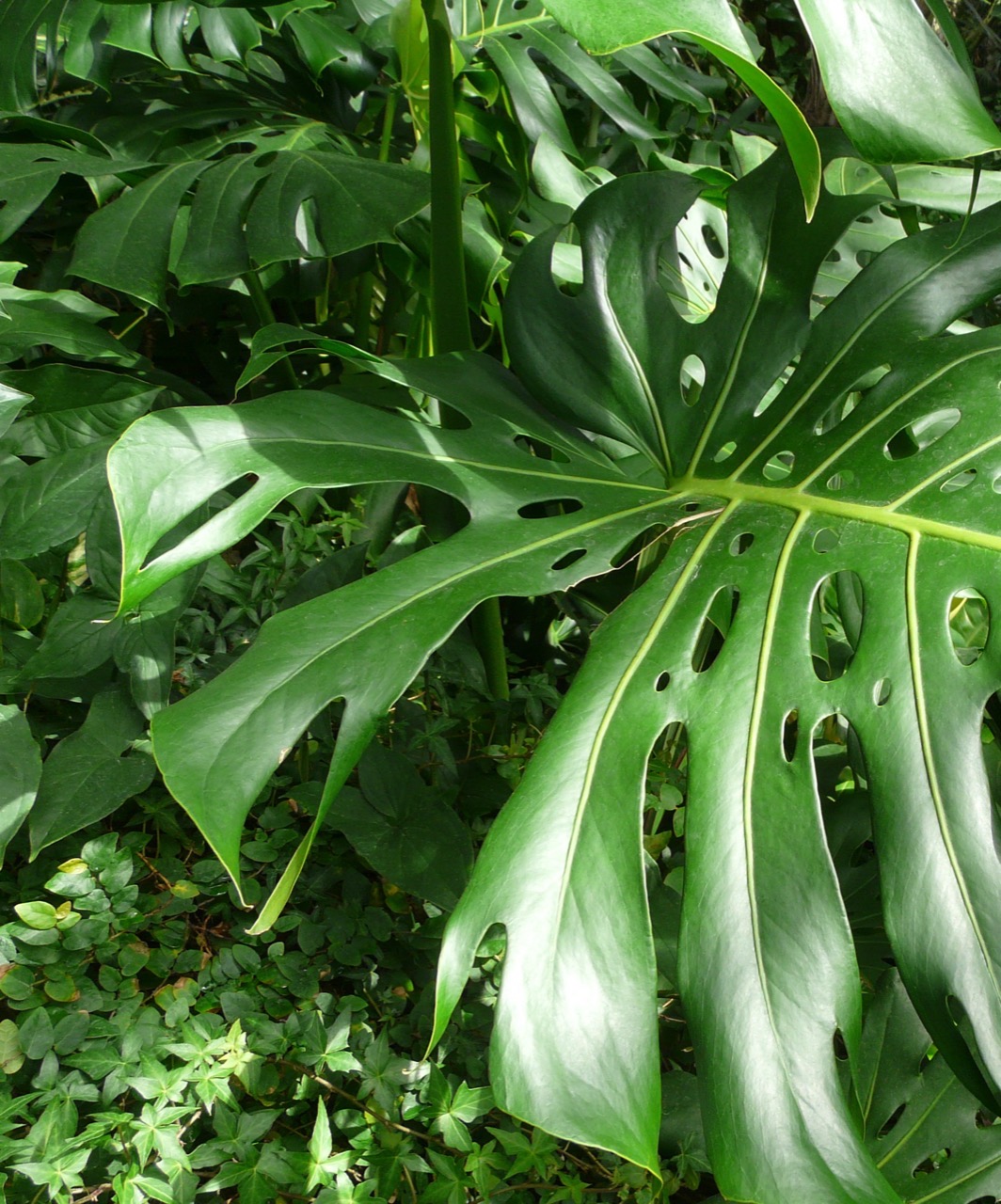 A glossy dark green monstera leaf with characteristic natural splits and holes, among other tropical foliage.