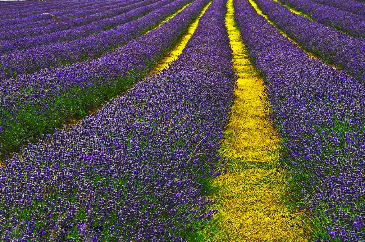 Rows of purple lavender in full bloom stretching toward the horizon, with a sunlit path between rows.