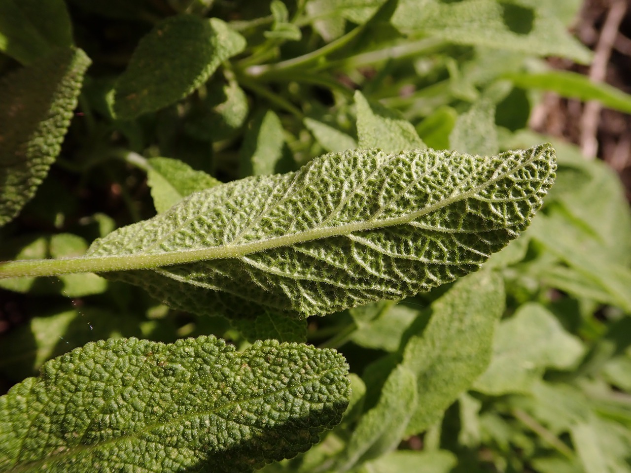 Close-up of textured sage leaves with fine hairs, growing among other garden foliage.