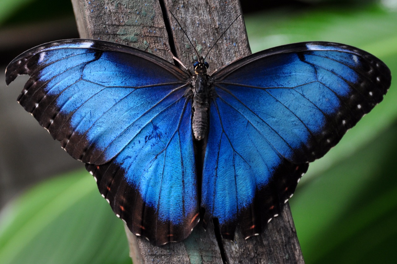 A Blue Morpho butterfly resting with its iridescent blue wings fully spread.