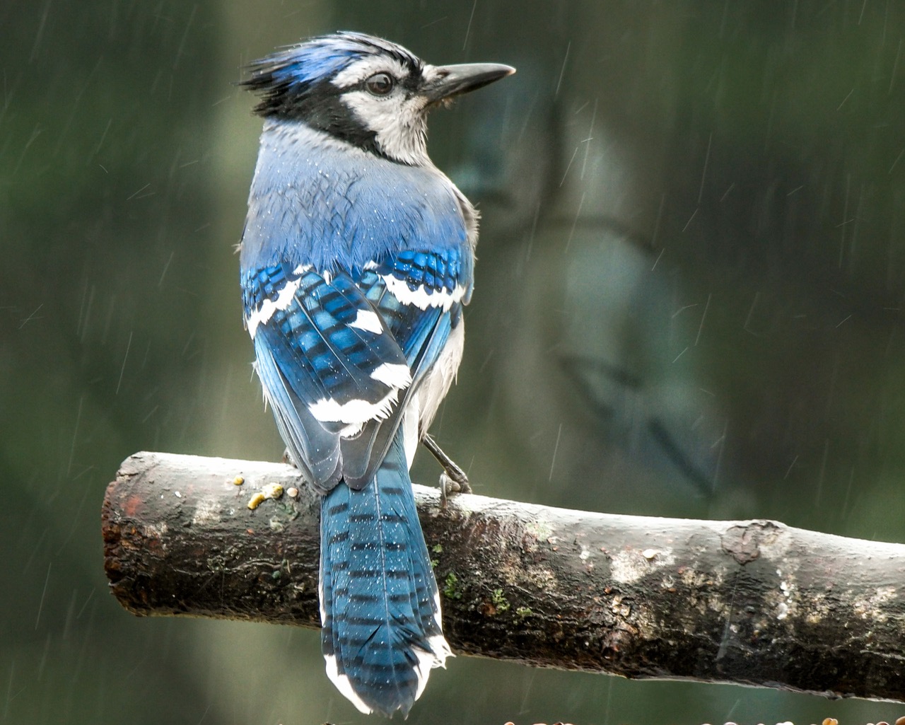 A Blue Jay perched on a rain-speckled branch, its blue-and-white plumage clearly visible.