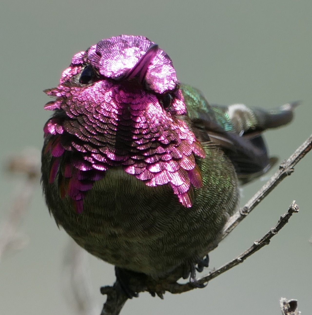 Close-up of an Anna's Hummingbird's iridescent magenta-pink throat feathers.