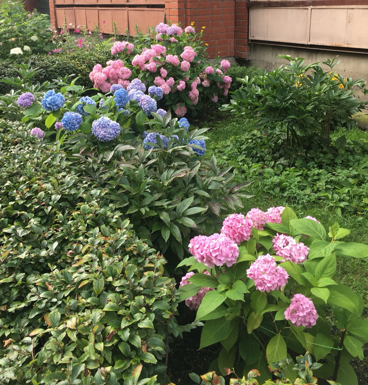 Pink and blue hydrangea flower heads growing on neighbouring shrubs.