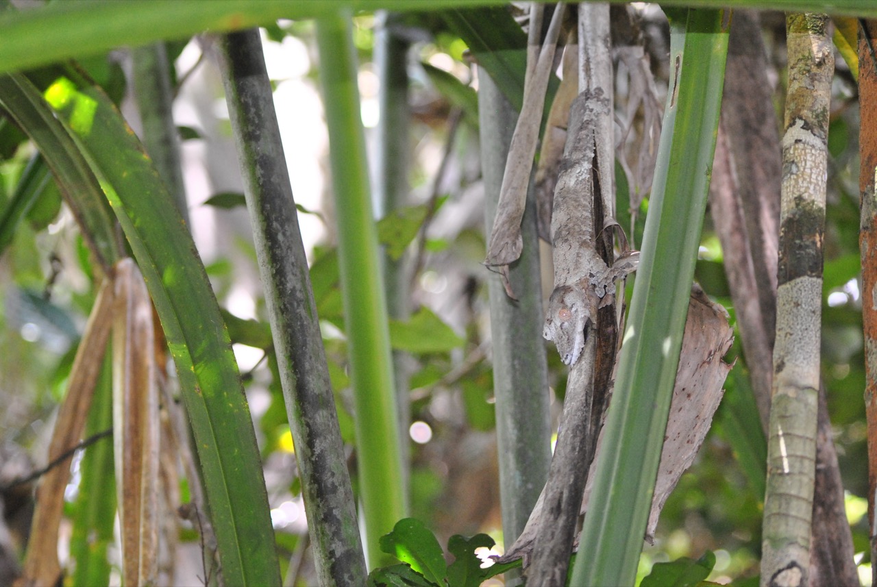 A leaf-tailed gecko so well camouflaged against tree bark that its outline is difficult to distinguish.
