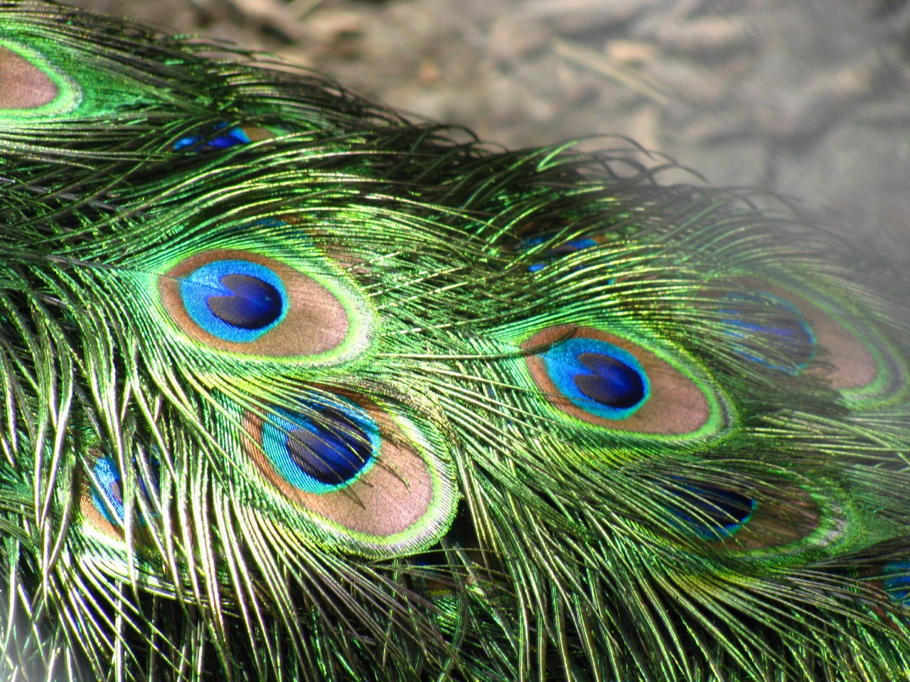 Close-up of several peacock tail feathers showing their blue-and-green eye-spot markings.