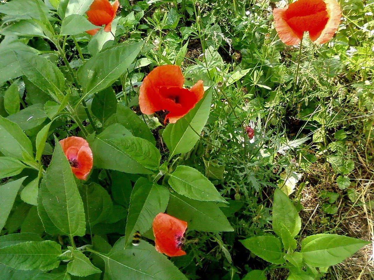 Several wild red poppies growing among green foliage.