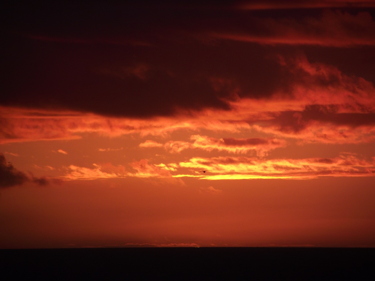 A vivid orange and red sunset over the sea, with a bird silhouetted against the sky.