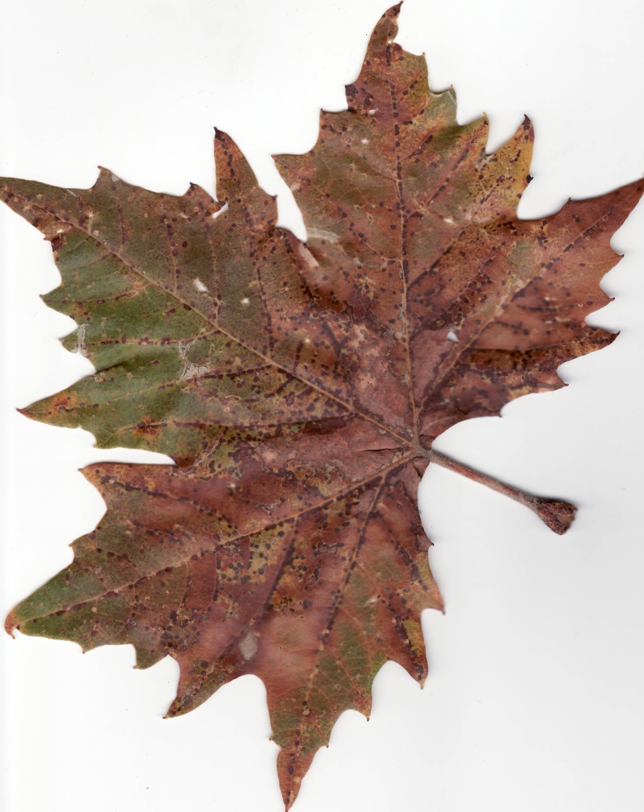 A single leaf transitioning from green to reddish-brown across its surface.